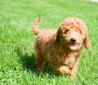 Dani Micro GD F5, a female Miniature Goldendoodle for sale in Kendallville, IN – 3 of 9