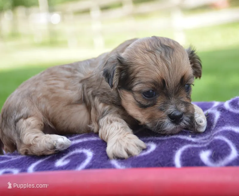 Shani Shihpoo Fm5 – Shihpoo puppy for sale in Kendallville, IN