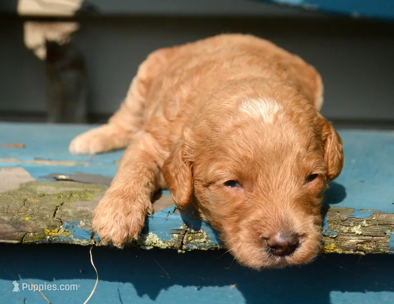 Dora Micro GD F7 – Miniature Goldendoodle puppy for sale in Kendallville, IN