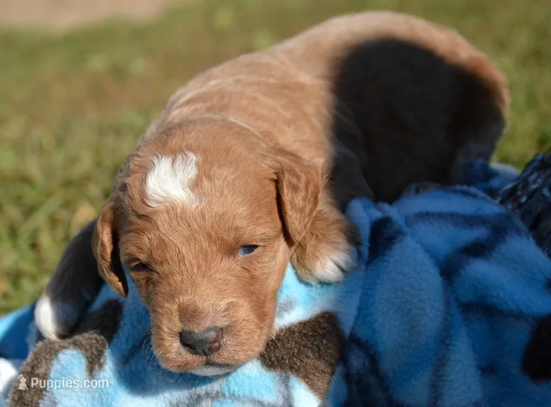 Doug MGD ML2 – Miniature Goldendoodle puppy for sale in Kendallville, IN