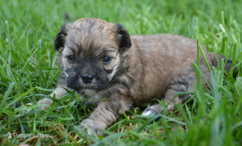 Shelly Shihpoo f3 – Shihpoo puppy for sale in Kendallville, IN
