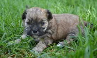 Shelly Shihpoo f3, a male Shihpoo for sale in Kendallville, IN – 3 of 5