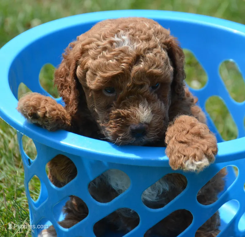 Duce MGD M1 – Miniature Goldendoodle puppy for sale in Kendallville, IN