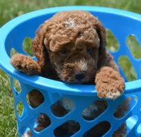 Duce MGD M1, a male Miniature Goldendoodle for sale in Kendallville, IN – 1 of 3