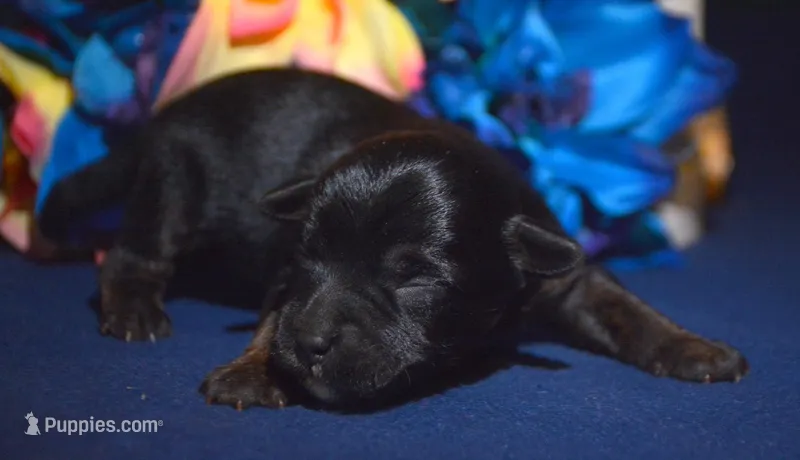 Percy Yorkiepoo M2 – Yorkipoo puppy for sale in Kendallville, IN