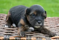 Percy Yorkiepoo M2, a male Yorkipoo for sale in Kendallville, IN – 3 of 6