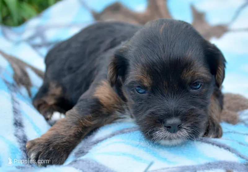 Percy Yorkiepoo M2 – Yorkipoo puppy for sale in Kendallville, IN