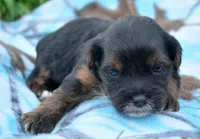 Percy Yorkiepoo M2, a male Yorkipoo for sale in Kendallville, IN – 4 of 6