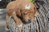 3rd pick fml micro GD, a female Miniature Goldendoodle for sale in Kendallville, IN – 2 of 2