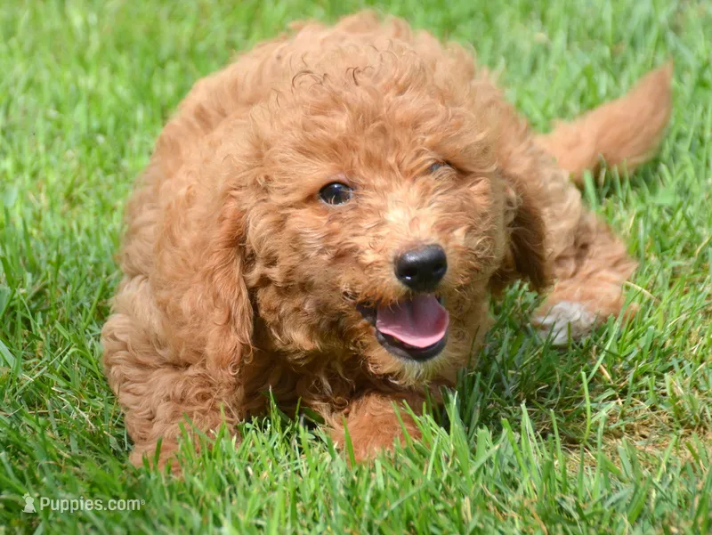 Deva Micro GD F3 – Miniature Goldendoodle puppy for sale in Kendallville, IN