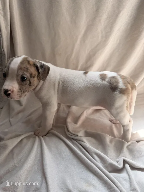 Face  – American Bully, American Pit Bull Terrier puppy for sale in Harrisburg, PA