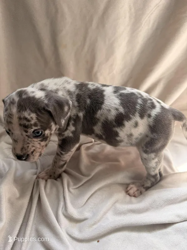 Ash – American Bully, American Pit Bull Terrier puppy for sale in Harrisburg, PA