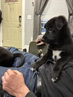 Dipper, a male Border Collie and German Shepherd Dog for sale in Cuyahoga Falls, OH – Photo 2 of 2