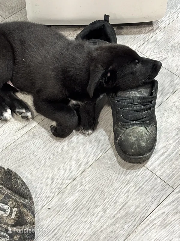 Dipper – Border Collie, German Shepherd Dog puppy for sale in Cuyahoga Falls, OH