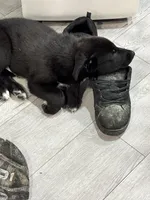 Dipper, a male Border Collie and German Shepherd Dog for sale in Cuyahoga Falls, OH – Photo 1 of 2