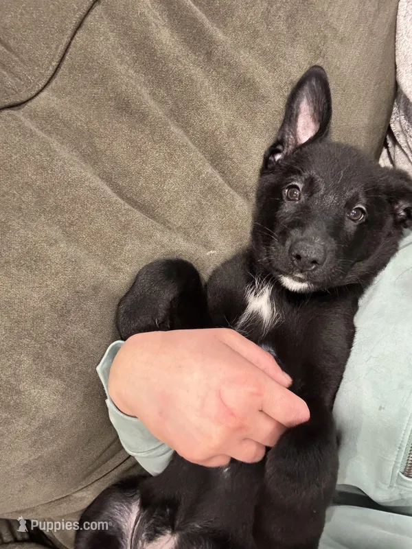 Mabel – Border Collie, German Shepherd Dog puppy for sale in Cuyahoga Falls, OH