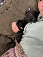 Mabel, a female Border Collie and German Shepherd Dog for sale in Cuyahoga Falls, OH – Photo 2 of 4