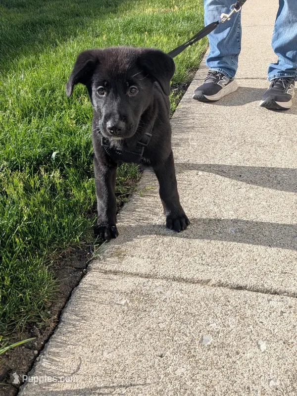 Stanford, a male Border Collie and German Shepherd Dog for sale in Cuyahoga Falls, OH – Photo 1 of 2