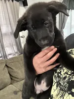 Stanford, a male Border Collie and German Shepherd Dog for sale in Cuyahoga Falls, OH – Photo 2 of 2