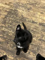 Suess, a male Border Collie and German Shepherd Dog for sale in Cuyahoga Falls, OH – Photo 2 of 3