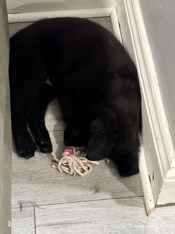 Suess – Border Collie, German Shepherd Dog puppy for sale in Cuyahoga Falls, OH