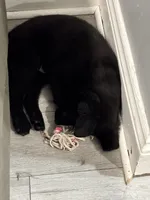 Suess, a male Border Collie and German Shepherd Dog for sale in Cuyahoga Falls, OH – Photo 1 of 3