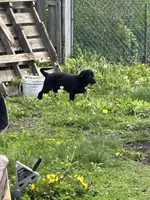 Suess, a male Border Collie and German Shepherd Dog for sale in Cuyahoga Falls, OH – Photo 3 of 3