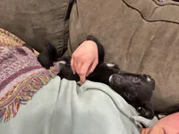 Mabel, a female Border Collie and German Shepherd Dog for sale in Cuyahoga Falls, OH – Photo 3 of 4