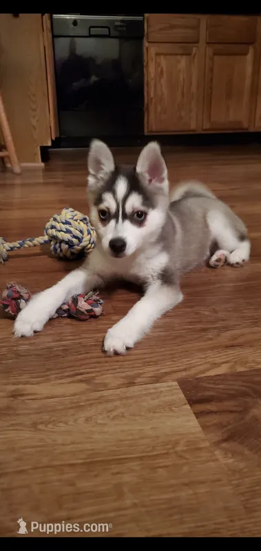 Runt boy / double blue eyes