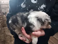 B3 - Blue Merle, a male Australian Shepherd for sale in Julesburg, CO – Photo 2 of 2