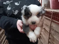 B3 - Blue Merle, a male Australian Shepherd for sale in Julesburg, CO – Photo 1 of 2