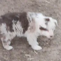 E1 Red Merle, a male Australian Shepherd for sale in Julesburg, CO – 1 of 1