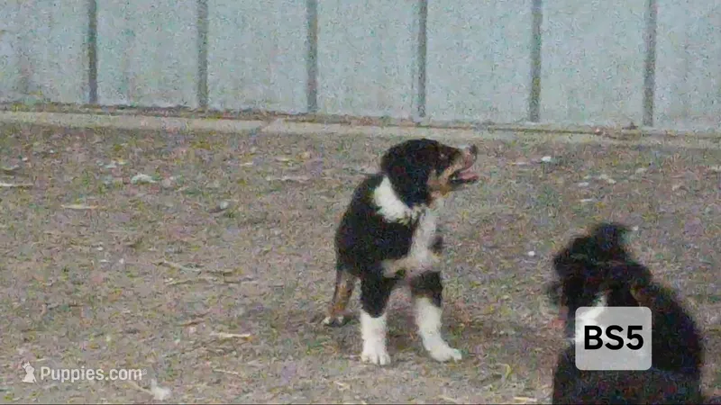 BS5 Black Tri – Australian Shepherd puppy for sale in Julesburg, CO