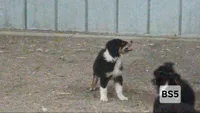 BS5 Black Tri, a female Australian Shepherd for sale in Julesburg, CO – 1 of 1