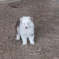 E2 Red Merle, a male Australian Shepherd for sale in Julesburg, CO – 1 of 1