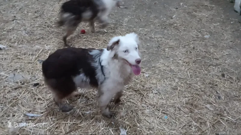 E2 Red Merle – Australian Shepherd puppy for sale in Julesburg, CO