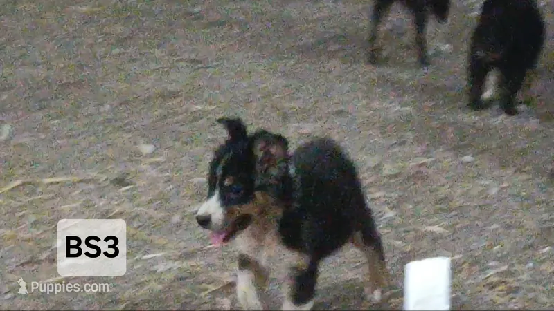 BS3 Black Tri – Australian Shepherd puppy for sale in Julesburg, CO