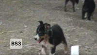 BS3 Black Tri, a male Australian Shepherd for sale in Julesburg, CO – 1 of 1