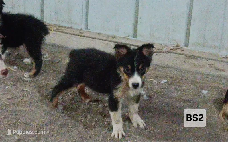 BS2 Black Tri – Australian Shepherd puppy for sale in Julesburg, CO