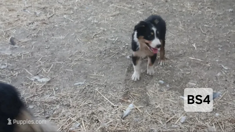 BS4 Black Tri – Australian Shepherd puppy for sale in Julesburg, CO