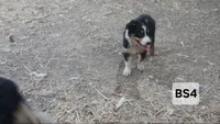 BS4 Black Tri, a female Australian Shepherd for sale in Julesburg, CO – 1 of 1