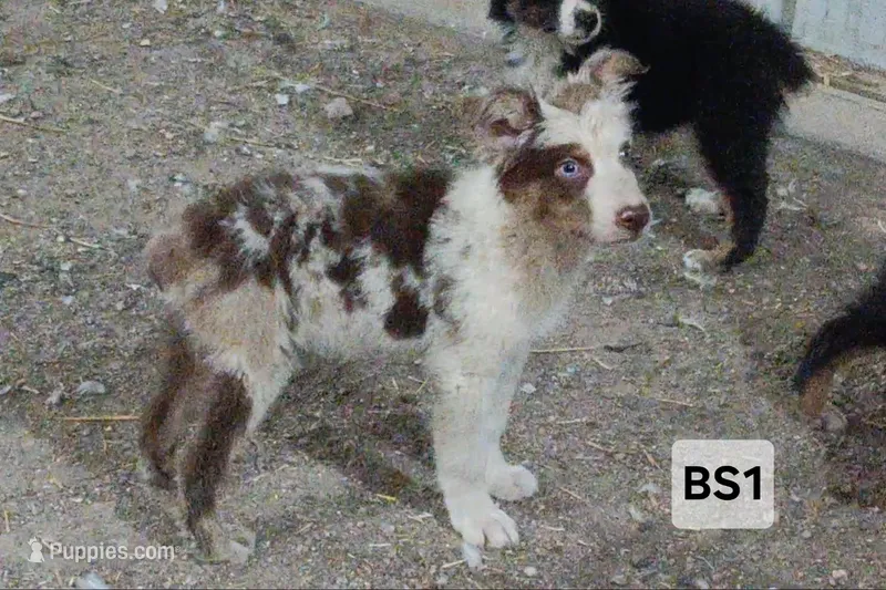 BS1 Red Merle – Australian Shepherd puppy for sale in Julesburg, CO