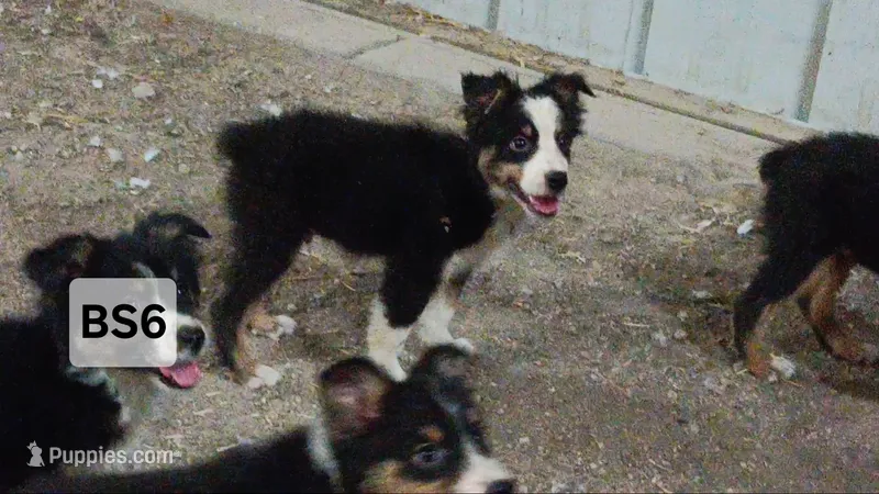 BS6 Black Tri – Australian Shepherd puppy for sale in Julesburg, CO