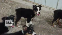 BS6 Black Tri, a male Australian Shepherd for sale in Julesburg, CO – 1 of 1