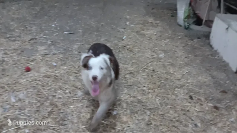 E1 Red Merle – Australian Shepherd puppy for sale in Julesburg, CO