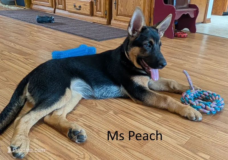 Ms Peach – German Shepherd Dog puppy for sale in Lexington, TX
