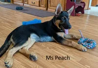 Ms Peach, a female German Shepherd Dog for sale in Lexington, TX – 1 of 1