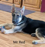 Mr Red, a male German Shepherd Dog for sale in Lexington, TX – 1 of 1