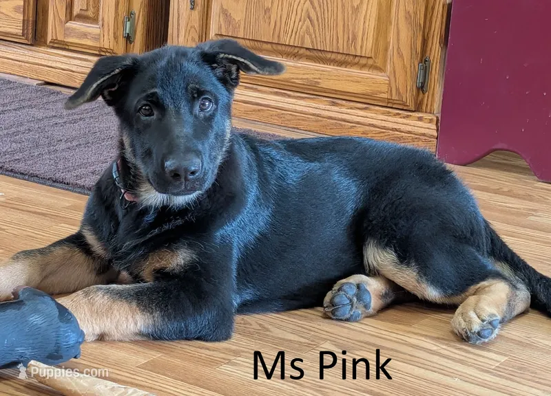 Ms Pink  – German Shepherd Dog puppy for sale in Lexington, TX