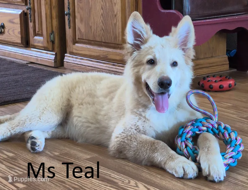 Ms Teal – German Shepherd Dog puppy for sale in Lexington, TX